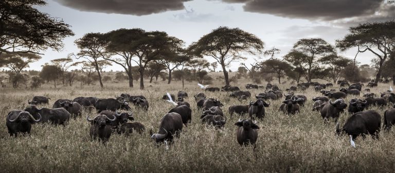 a group of buffalo in a field
