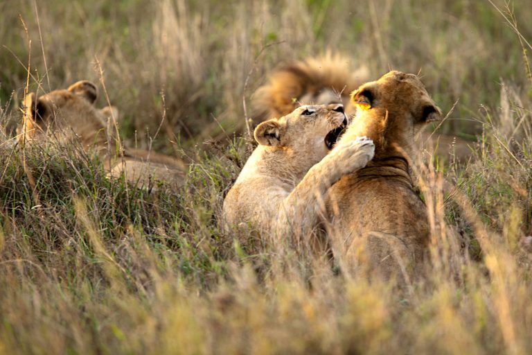 a group of lions playing in the grass