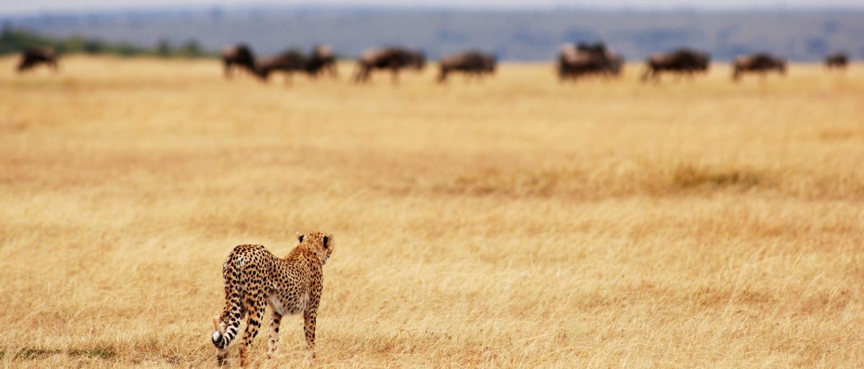 Safari Tips Tanzania