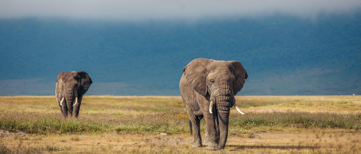 Best Time to Visit Tanzania: Your Guide for an Unforgettable Safari